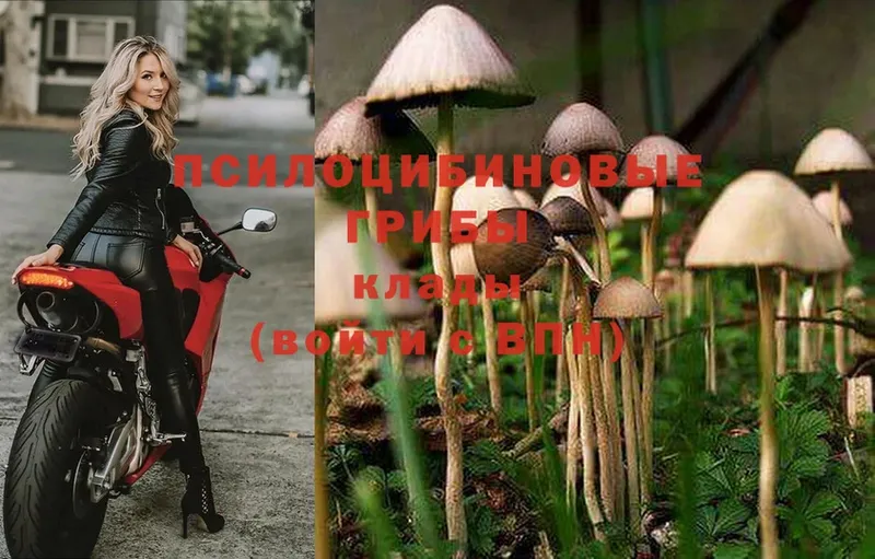 Галлюциногенные грибы Psilocybe  Дмитров 